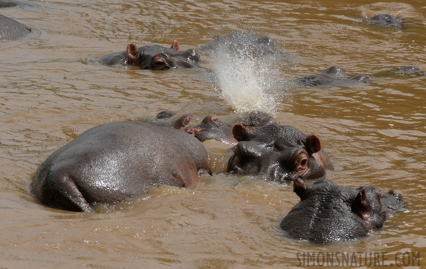 Hippopotamus amphibius amphibius [200 mm, 1/1600 sec at f / 7.1, ISO 640]